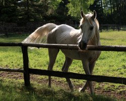 broodmare Czarina (Arabian, 1989, from Etogram ox)