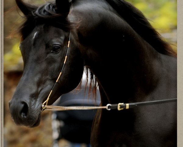 stallion Epejos (Arabian,  , from Pilot ox)