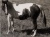 Zuchtstute Osage Liberty Girl (Paint Horse, 1959, von Kandy K)