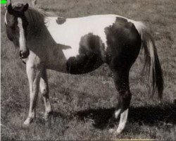 broodmare Osage Liberty Girl (Paint Horse, 1959, from Kandy K)