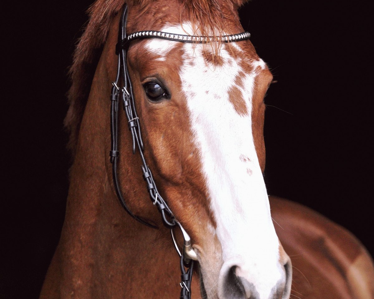 Springpferd Onix Von Bueren CH (Schweizer Warmblut, 2012, von Ogano Sitte)