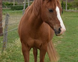 broodmare Geralja's Night Girl (New Forest Pony, 2000, from Berkhof's Higgledy Piggledy)