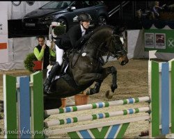 dressage horse Campino 293 (Oldenburg, 2002, from Curacao I)