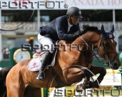 jumper Cartier (Oldenburg show jumper, 2005, from Cartoon)