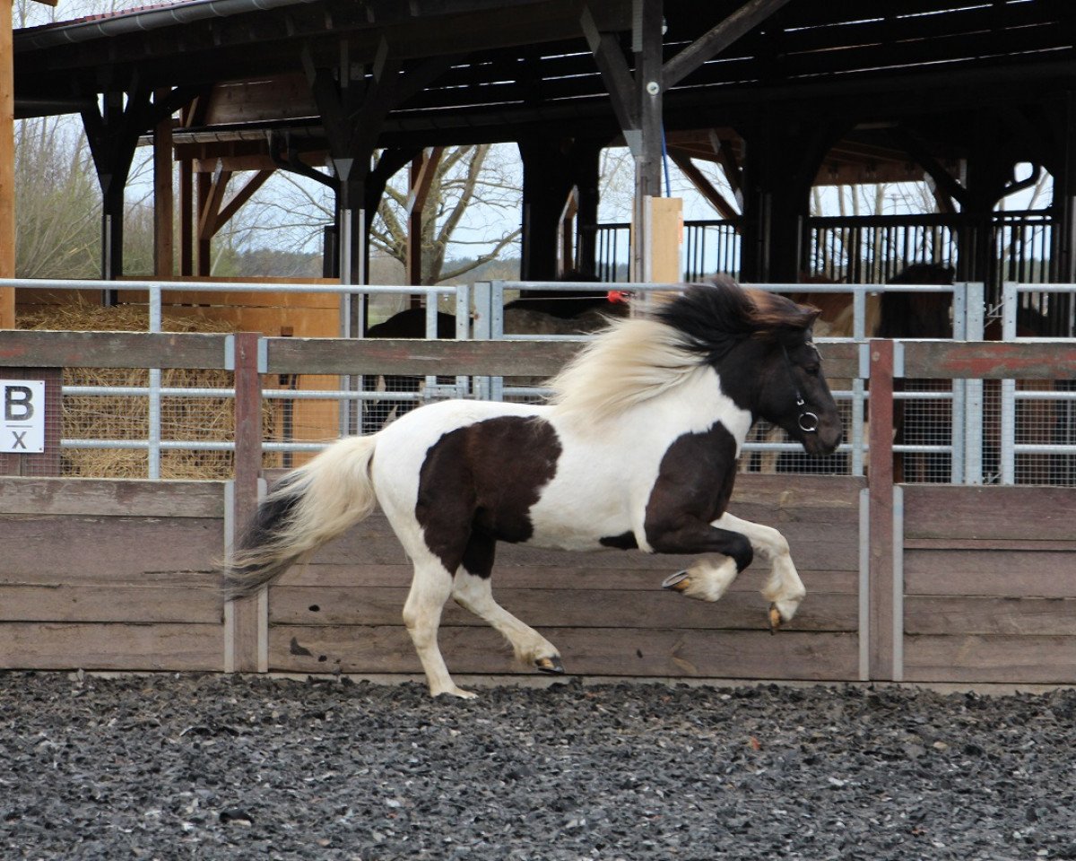 horse Riddari (Iceland Horse, 2018, from Djarfur vom Laekurhof)