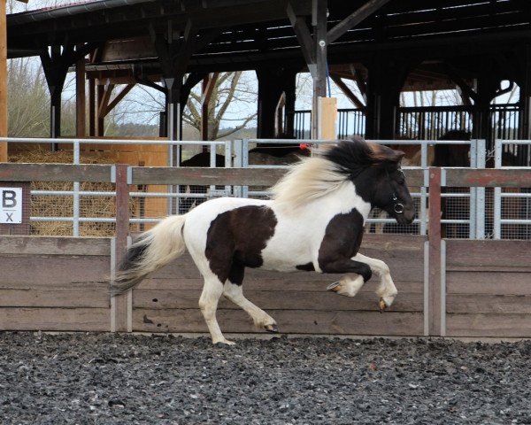 Pferd Riddari (Islandpferd, 2018, von Djarfur vom Laekurhof)