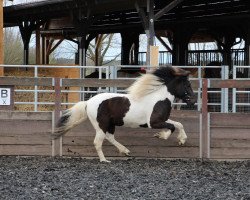 Pferd Riddari (Islandpferd, 2018, von Djarfur vom Laekurhof)