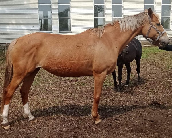 horse Pischucha (Russian Trakehner, 2005, from Hiton)