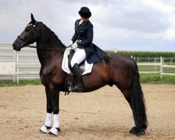 dressage horse Wenus Livius (Friese, 2007, from Olof 315 P)