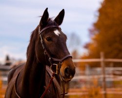 jumper Pleasant Surprice Z (Hanoverian, 2011, from Satisfaction FRH)