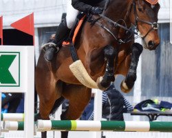 jumper Con Fuego CH (Swiss Warmblood, 2005)