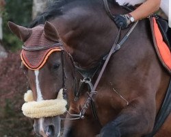 jumper Dahira (Swiss Warmblood, 2011, from Unbekannt SUI)