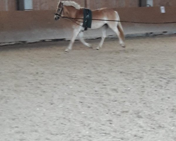 dressage horse Stute von Sherlock Holmes C (Haflinger, 2014, from Sherlock Holmes C. (2,15% ox))