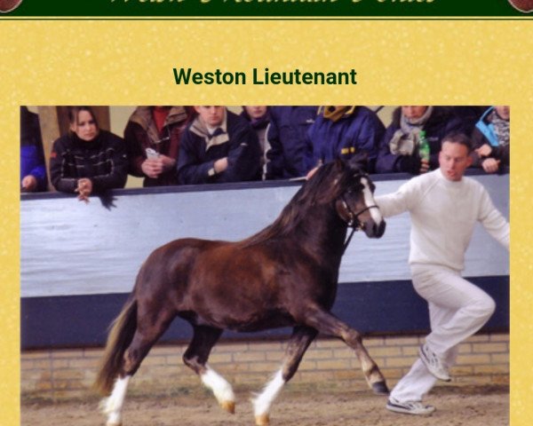 stallion Weston Lieutenant (Welsh mountain pony (SEK.A), 2007, from Cwmhendy Buster)