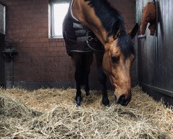 jumper Chaccoletto (Polish Warmblood, 2013, from Chacco-Fly)