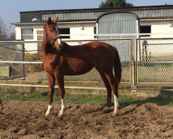 dressage horse Fleurencia (Hanoverian, 2017, from Freddie Mercury 2)