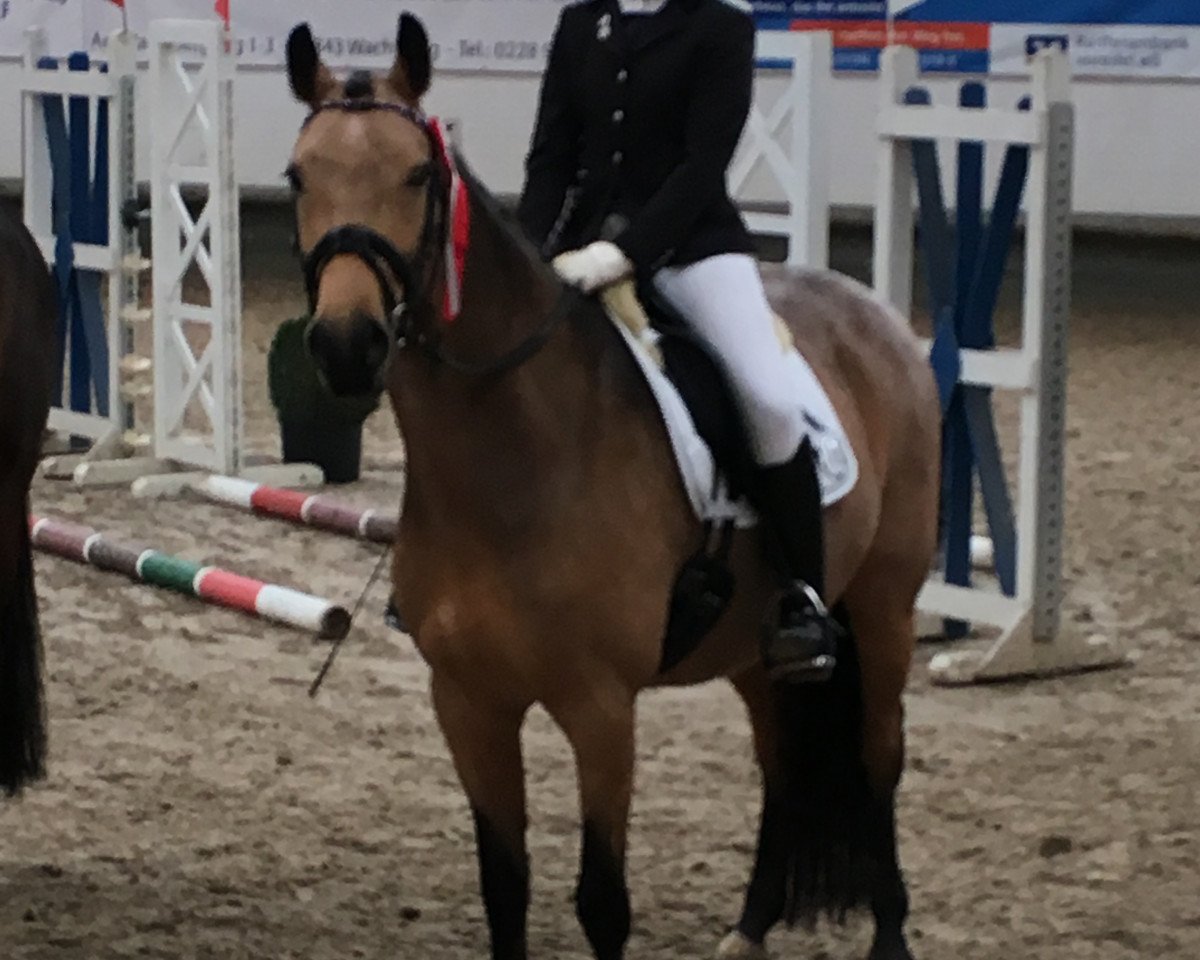 dressage horse Laffran Dancing Deern (German Riding Pony, 2007, from Arts-Dancer-Boy)