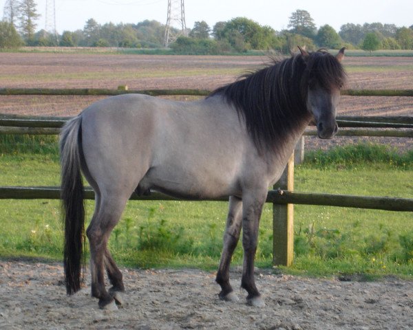 horse Fabian (Duelmener, 2007, from Dux)