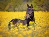 dressage horse Huckleberry Finn (Hanoverian, 2008, from Hofrat)