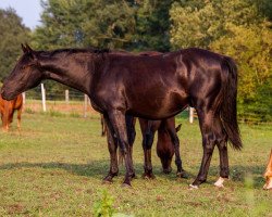 horse Black Cat In Town (Quarter Horse, 2017)