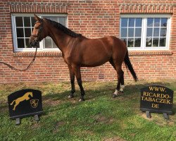 horse Robert (Holsteiner, 2010)