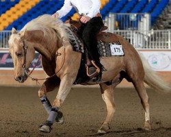 Pferd Frozen Paprika (Quarter Horse, 2007)