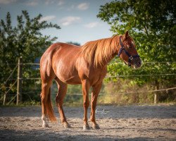 Pferd Shana Silent Badger (Quarter Horse, 2014, von CL Silent Badger)