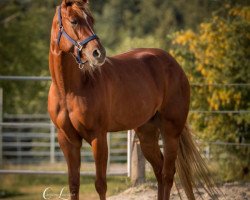 Pferd Grace Silent Badger (Quarter Horse, 2013, von CL Silent Badger)