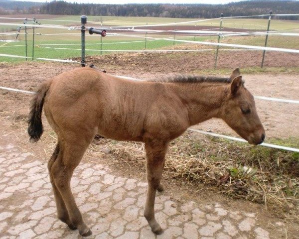 Pferd Valentina (Quarter Horse, 2019)