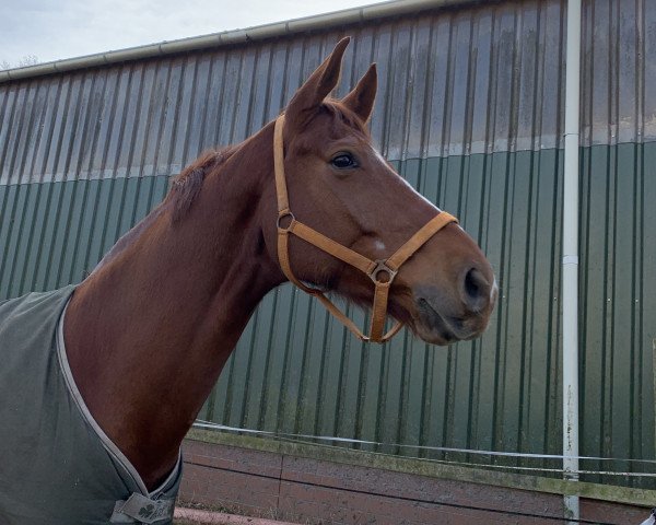 jumper Comtemeyer (Hanoverian, 2011, from Comte)