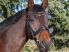 dressage horse Cascadeur H (Zweibrücken, 2012, from Chalabre II)