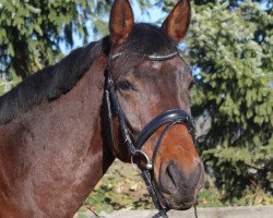 dressage horse Cascadeur H (Zweibrücken, 2012, from Chalabre II)