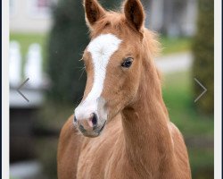 dressage horse Brianna (German Riding Pony, 2021, from Double Jackpot)