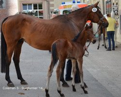 broodmare W-First April S (Hanoverian, 1996, from Werther)