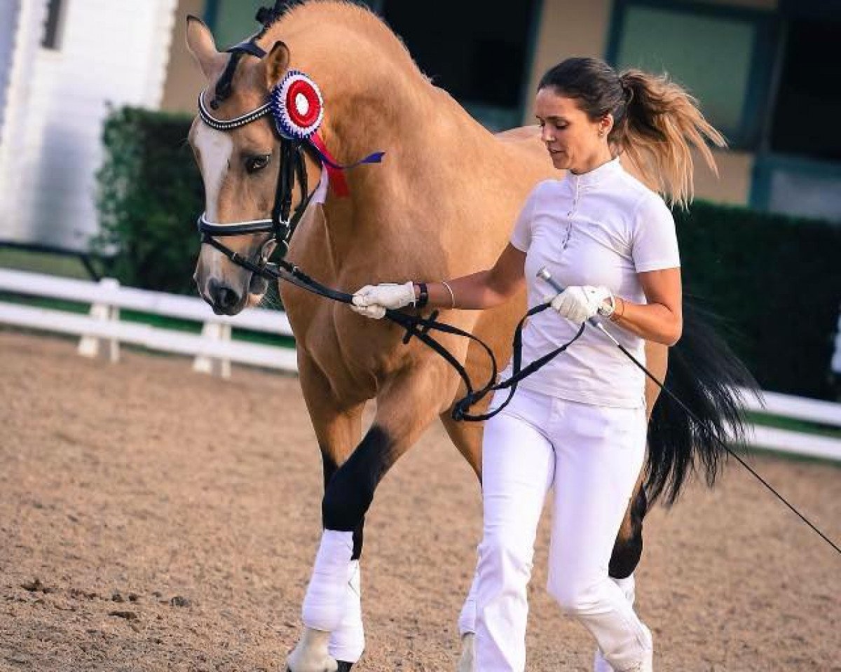 stallion Carlchen 57 (German Riding Pony, 2007, from FS Champion de Luxe)