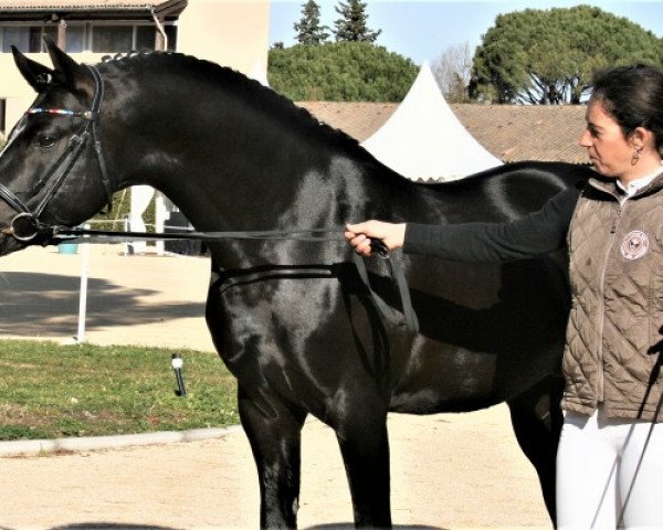 stallion VOLUPTO DES BOURDONS (French Pony, 2009, from Viersen K)