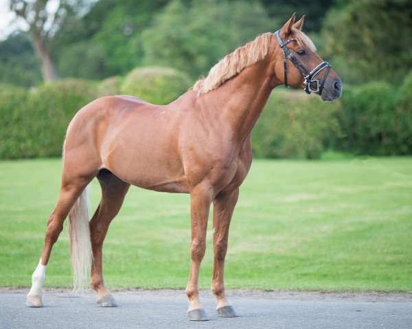 stallion Beltmeyer Linaro (French Pony, 2011, from Weltmeyer)
