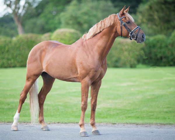 Deckhengst Beltmeyer Linaro (Französisches Pony, 2011, von Weltmeyer)