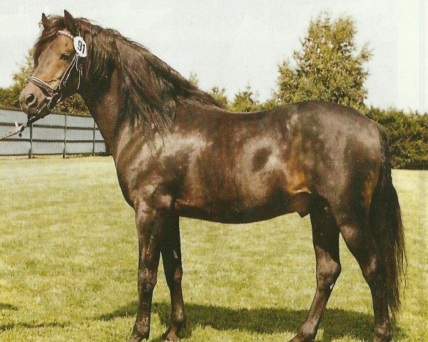 stallion Chirk Ceiniad (Welsh-Pony (Section B), 1971, from Shawbury Bittermint)