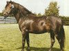 stallion Chirk Ceiniad (Welsh-Pony (Section B), 1971, from Shawbury Bittermint)