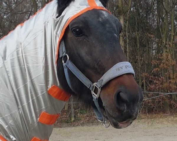 horse Ma Belle de Sainte-Marguerite (Belgian Warmblood, 1996, from Dalton des Malais)