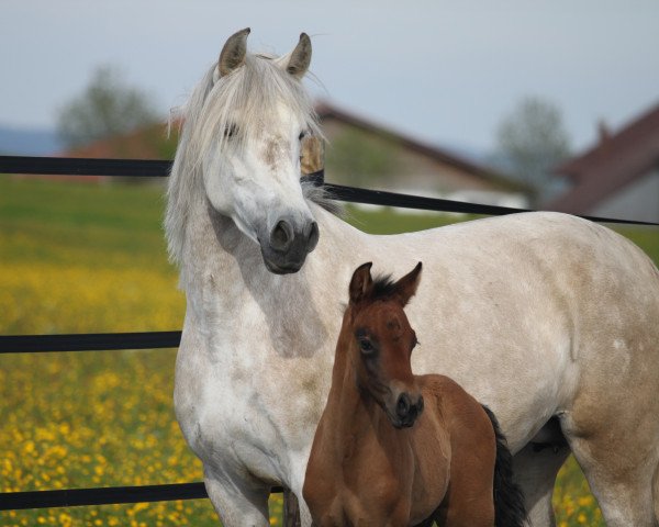 broodmare Lectora XII (Pura Raza Espanola (PRE), 2006, from Ysero III)