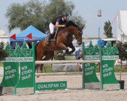 horse Avelino (Swiss Warmblood, 2007, from Aquilino)