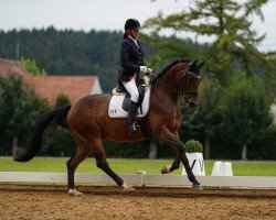 dressage horse Florian 580 (Westphalian, 2016, from First Final)