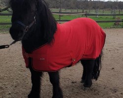 horse Athlet von DHK (Shetland Pony, 2006, from Attila H.)