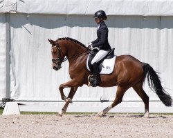 dressage horse New Edition 3 (German Riding Pony, 2014, from Fs Numero Uno)