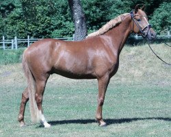 dressage horse Nussträumer (German Riding Pony, 2014, from Nusstraum)