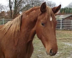 broodmare Dorada (Hanoverian, 2013, from Don Bosco)