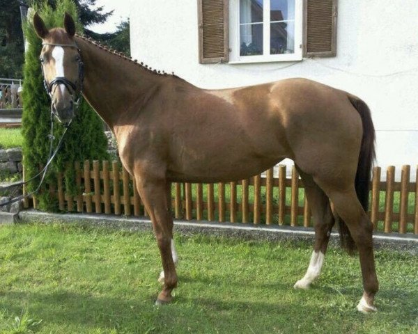 dressage horse Donnatella 32 (Württemberger, 2006, from Daddy Cool)