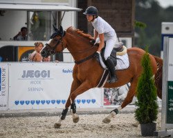 Springpferd Karano (Schweizer Warmblut, 2012, von Karondo vom Schlösslihof)